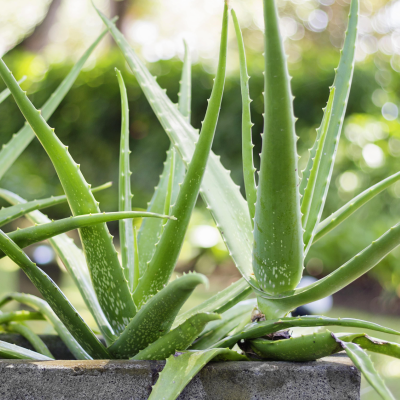 Aloe Vera